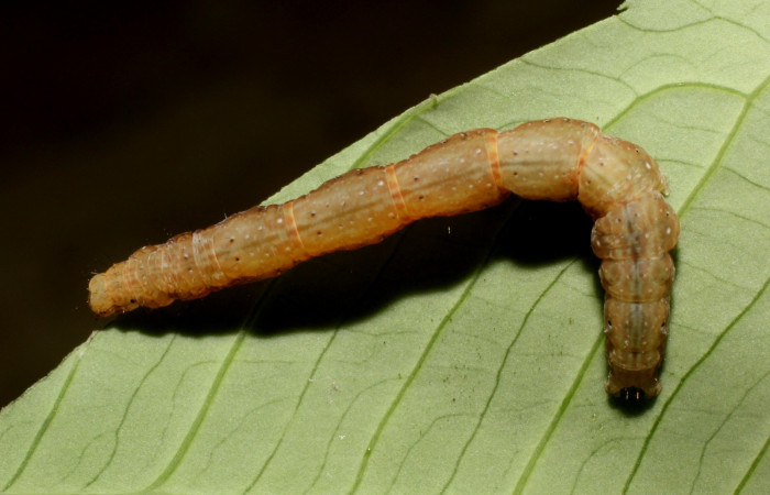 Figura 3. Dorsal entero <i>Antapistis</i></i> Poole02 (Erebidae), Sector Rincon Rain Forest, Sendero Venado, (elevación 420 metros). Colectada 9 octubre 2014 por Pablo Umaña Calderon. (14-SRNP-44275-DHJ803316.jpg).
