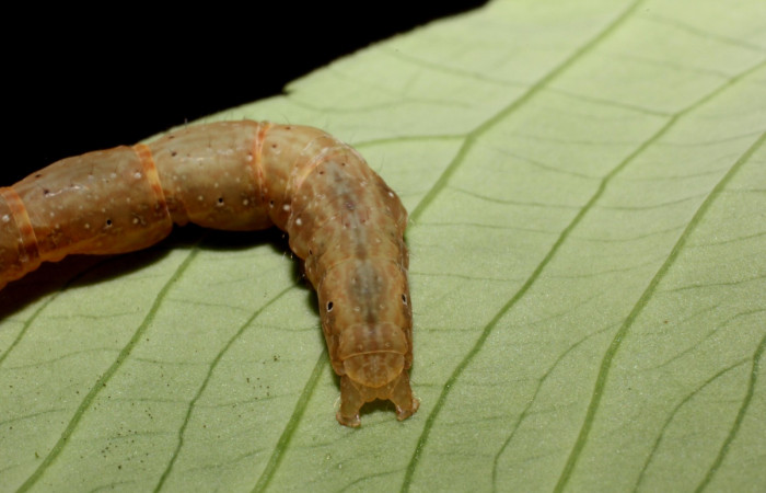 Figura 4. Parte posterior <i>Antapistis</i></i> Poole02 (Erebidae), Sector Rincon Rain Forest, Sendero Venado, (elevación 420 metros). Colectada 9 octubre 2014 por Pablo Umaña Calderon. (14-SRNP-44275-DHJ803317.jpg)