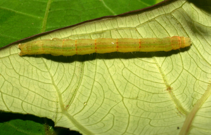 Figura 5. Dorsal entero <i>Antapistis</i></i> Poole02 (Erebidae), Sector Pitilla, Pasmompa, (elevación 440 metros). Colectada 26 enero 2009 por Calixto Moraga.09-SRNP-30170-DHJ450939.JPG).