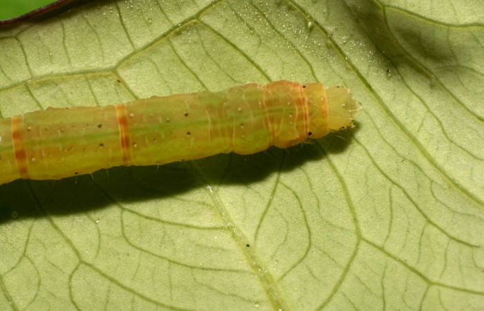 Figura 6. Dorsal tórax <i>Antapistis</i></i> Poole02 (Erebidae), Sector Pitilla, Pasmompa, (elevación 440 metros). Colectada 26 enero 2009 por Calixto Moraga.(09-SRNP-30170-DHJ450941.JPG).