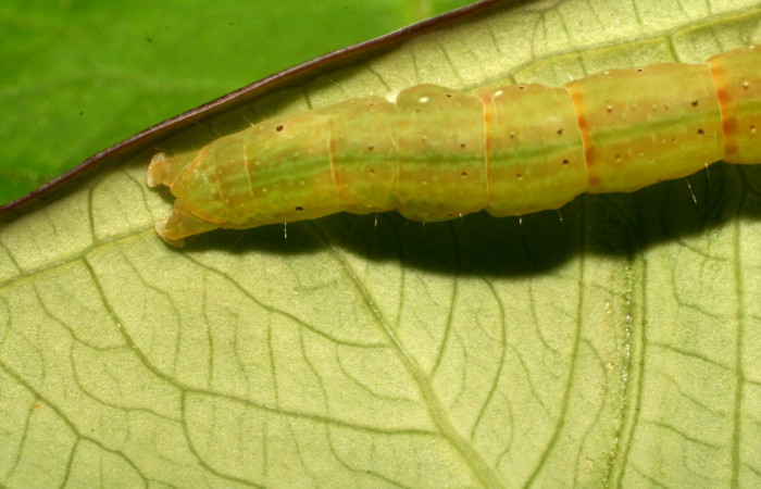 Figura 7. Parte posterior <i>Antapistis</i></i> Poole02 (Erebidae), Sector Pitilla, Pasmompa,(elevación 440 metros). Colectada 26 enero 2009 por Calixto Moraga.(09-SRNP-30170-DHJ450943.JPG).