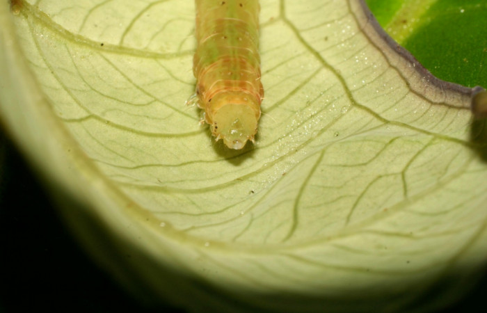 Figura 8. Cabeza <i>Antapistis</i></i> Poole02 (Erebidae), Sector Pitilla, Pasmompa,(elevación 440 metros). Colectada 26 enero 2009 por Calixto Moraga.(09-SRNP-30170-DHJ450944.JPG).