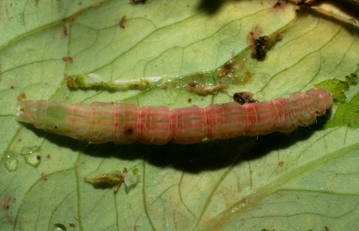 Figura 9.Prepupa posición dorsal <i>Antapistis</i></i> Poole02 (Erebidae), Sector Pitilla, Finca Santa Julia, (elevación 371 metros). Colectada 26 enero 2009 por Calixto Moraga.(09-SRNP-30368-DHJ451083.JPG).