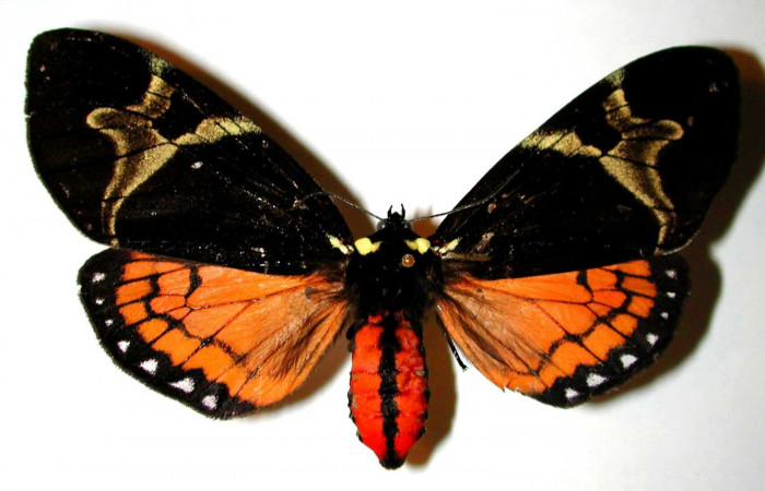 Figura. 10 Adulto <i>Dysschema magdala</i></i> (Erebidae), vista dorsal. (00-SRNP-9205-DHJ38432.jpg).