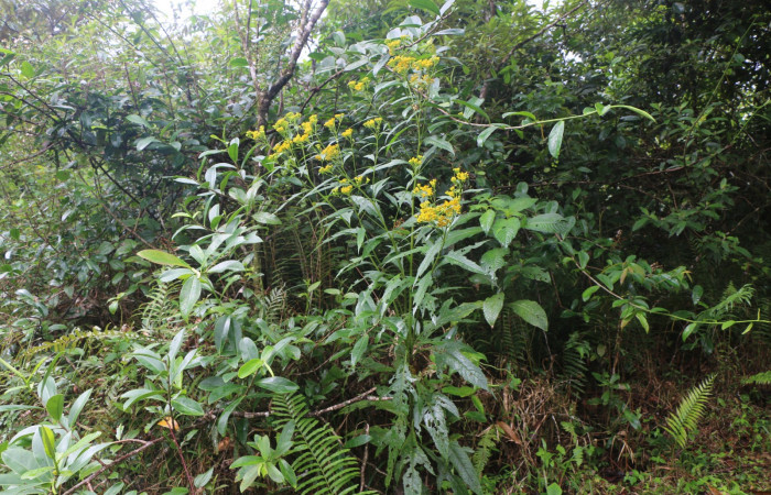 Figura. 1 Habitad <i>Neurolaena lobata</i></i>, (Asteraceae). Area de Conservación Guanacaste, Sector Rincón Rain Forest, Estación Leiva, Cafecito, (elevación 455 metros).Colectada el 01 Abril 2020. Foto, Jorge Hernández.
