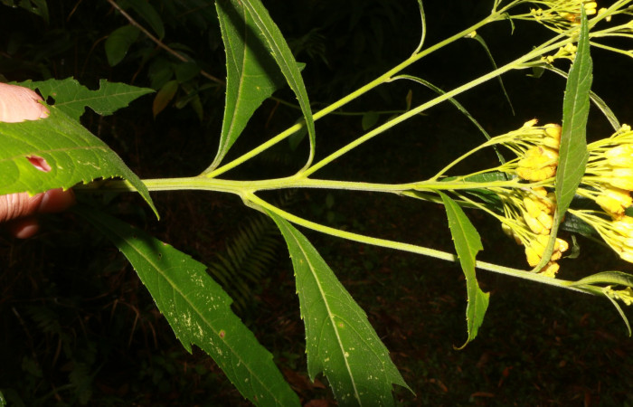 Figura. 2 Hojas <i>Neurolaena lobata</i></i>, (Asteraceae). Area de Conservación Guanacaste, Sector Rincón Rain Forest, Estación Leiva, Cafecito, (elevación 455 metros).Colectada el 01 Abril 2020. Foto, Jorge Hernández.