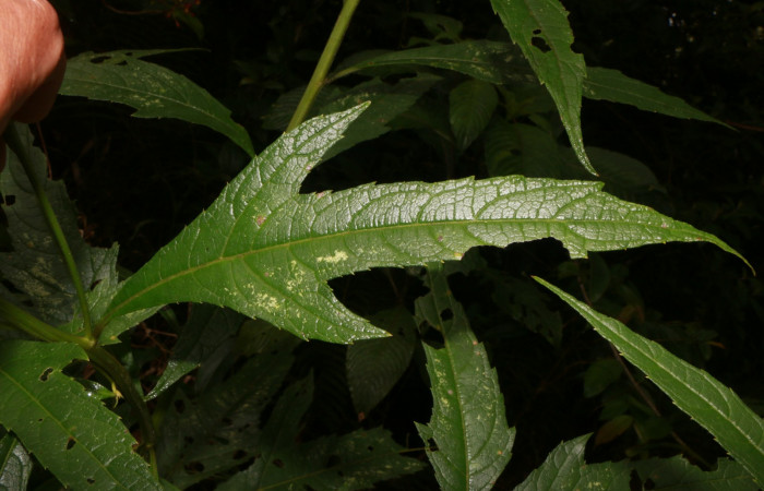 Figura. 3 Hoja <i>Neurolaena lobata</i></i>, (Asteraceae). Area de Conservación Guanacaste, Sector Rincón Rain Forest, Estación Leiva, Cafecito, (elevación 455 metros).Colectada el 01 Abril 2020. Foto, Jorge Hernández.