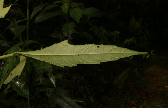 Figura. 4 Envés <i>Neurolaena lobata</i></i>, (Asteraceae). Area de Conservación Guanacaste, Sector Rincón Rain Forest, Estación Leiva, Cafecito, (elevación 455 metros). Colectada el 01 Abril 2020. Foto, Jorge Hernández.