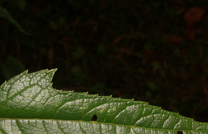 Figura. 5 Margen <i>Neurolaena lobata</i></i>, (Asteraceae). Area de Conservación Guanacaste, Sector Rincón Rain Forest, Estación Leiva, Cafecito, (elevación 455 metros).Colectada el 01 Abril 2020. Foto, Jorge Hernández.