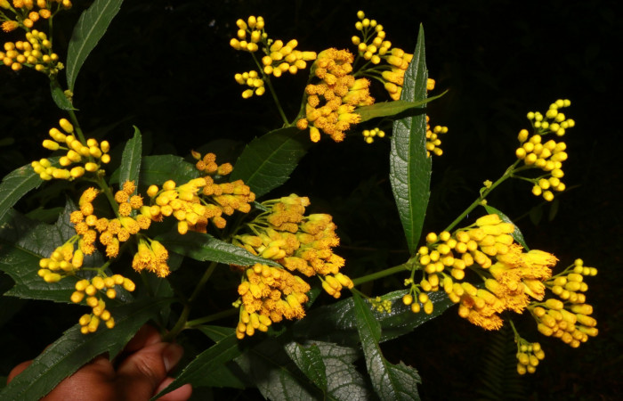 Figura. 6 Flor de frente <i>Neurolaena lobata</i></i>, (Asteraceae). Area de Conservación Guanacaste, Sector Rincón Rain Forest, Estación Leiva, Cafecito, (elevación 455 metros).Colectada el 01 Abril 2020. Foto, Jorge Hernández.