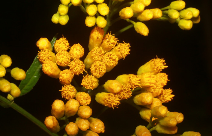 Figura. 7 Flor de frente <i>Neurolaena lobata</i></i>, (Asteraceae). Area de Conservación Guanacaste, Sector Rincón Rain Forest, Estación Leiva, Cafecito, (elevación 455 metros). Colectada el 01 Abril 2020. Foto, Jorge Hernández.