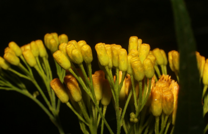 Figura. 8 Flor en botones <i>Neurolaena lobata</i></i>, (Asteraceae). Area de Conservación Guanacaste, Sector Rincón Rain Forest, Estación Leiva, Cafecito, (elevación 455 metros).Colectada el 01 Abril 2020. Foto, Jorge Hernández.