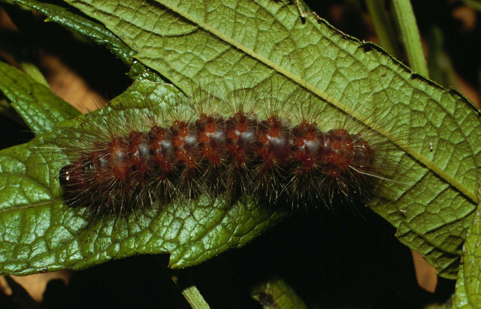 Figura. 9 Larva <i>Dysschema magdala</i></i> (Erebidae), posición dorsal, alimentándose en <i>Neurolaena lobata</i></i>, (Asteraceae. (02-SRNP-6239-DHJ64838.jpg.