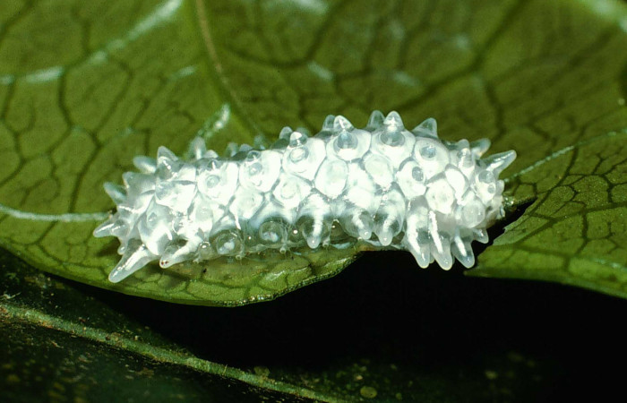 Figura 2. <i>Acraga hamata</i></i> (Dalceridae). Último estadio posición lateral. Sector Cacao, Sendero Toma Agua. Voucher 01-SRNP-6494-DHJ63551.jpg.