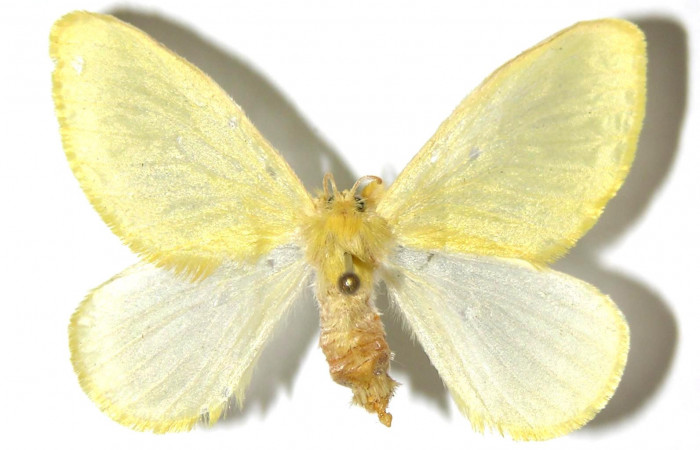 Figura 8. Adulto hembra, <i>Acraga hamata</i></i> (Dalceridae). Vista dorsal. Voucher 03-SRNP-23694-DHJ329738.jpg.