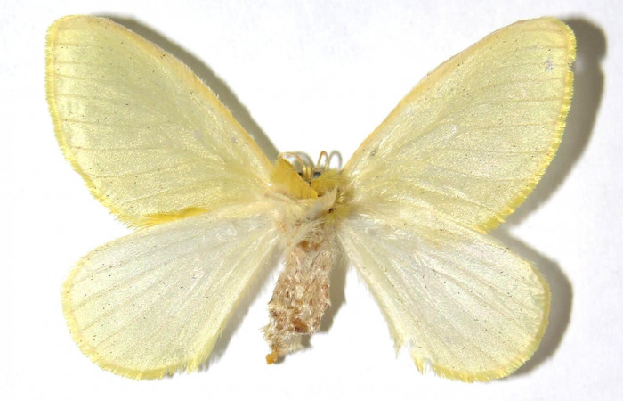 Figura 9. Adulto hembra, <i>Acraga hamata</i></i> (Dalceridae). Vista dorsal. Voucher 03-SRNP-23694-DHJ329739.jpg.