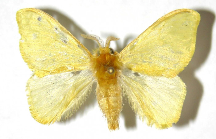 Figura 1. Adulto macho de <i>Acraga hamata</i></i> (Dalceridae). Vista dorsal. Voucher 03-SRNP-3756-DHJ329740.jpg.