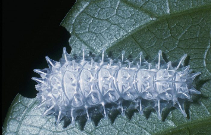 Figura 4. <i>Acraga hamata</i></i> (Dalceridae). Último estadio posición dorsal, Sector Cacao Cerro Pedregal. Voucher 04-SRNP-35181-DHJ82821.jpg.