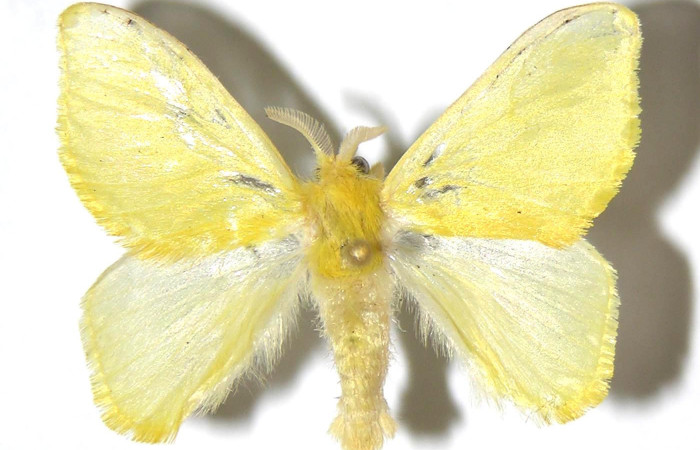 Figura 10. Adulto macho, <i>Acraga hamata</i></i> (Dalceridae). Vista dorsal. Voucher. 04-SRNP-35926-DHJ329728.jpg.