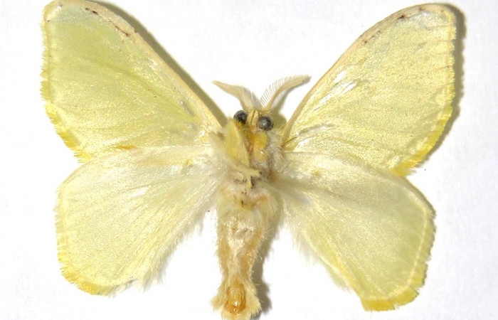 Figura 11. Adulto hembra, <i>Acraga hamata</i></i> (Dalceridae). Vista dorsal. Voucher 04-SRNP-35926-DHJ329729.jpg.