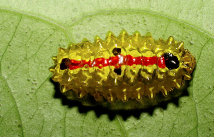 Figura 14. <i>Acraga melinda</i></i> (Dalceridae) último estadio, posición dorsal, Estación Caribe, Finca Aurita. Voucher 06-SRNP-42939-DHJ417082.jpg.