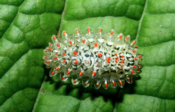 Figura 12. <i>Acraga coa</i></i> (Dalceridae) último estadio, posición dorsal, Estación Caribe, Vochysia. Voucher  09-SRNP-41310-DHJ459572.jpg.