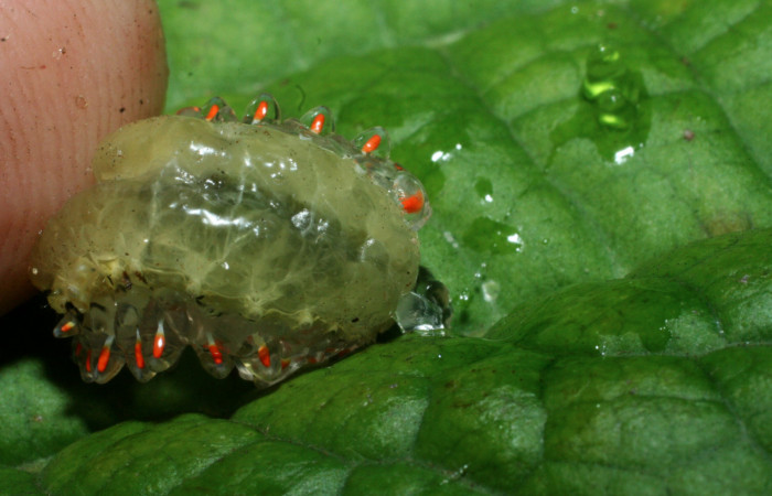 Figura 13. <i>Acraga coa</i></i> (Dalceridae) último estadio, posición ventral, Estación Caribe, Vochysia. Voucher 09-SRNP-41310-DHJ459582.jpg.