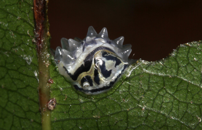 Figura 5. <i>Acraga hamata</i></i> (Dalceridae). Último estadio, vista trasera, Sector Pitilla, Loaiciga. Voucher 18-SRNP-31868-DHJ747889.jpg.