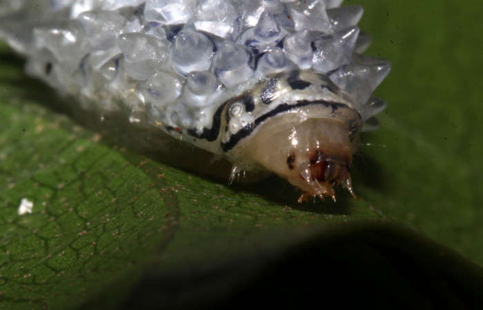 Figura 6. <i>Acraga hamata</i></i> (Dalceridae). Último estadio, vista frontal, Sector Pitilla, Loaiciga. Voucher 18-SRNP-31868-DHJ747890.jpg.