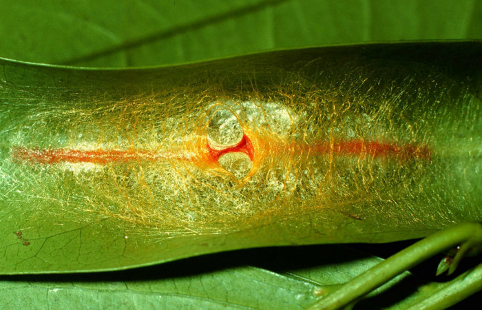 Figura 7. Prepupa de <i>Acraga hamata</i></i> (Dalceridae). Sector Cacao, Estación Cacao. Voucher 97-SRNP-926-DHJ40585.jpg.