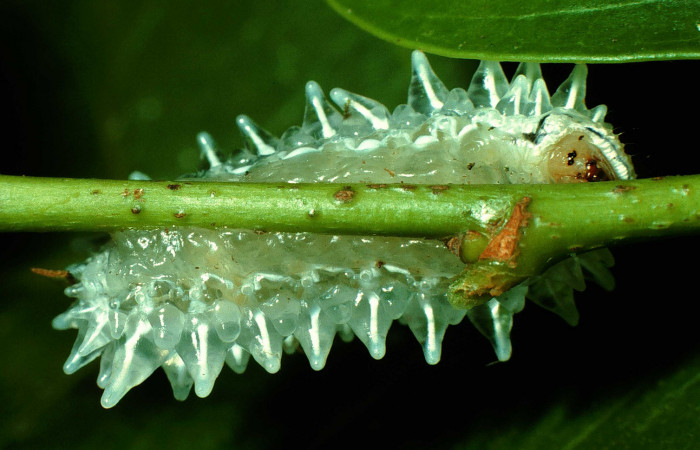 Figura 3. <i>Acraga hamata</i></i> (Dalceridae). Último estadio posición ventral, Sector Cacao, Estación Cacao. Voucher 97-SRNP-926-DHJ40587.jpg.
