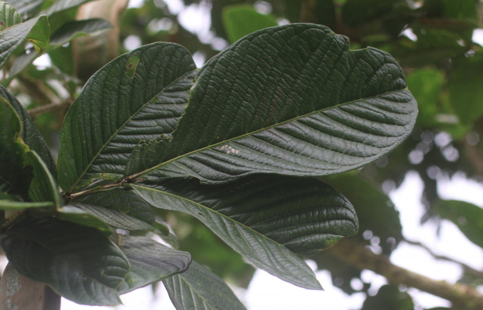 Figura 15. <i>Inga spectabilis</i></i> (Fabaceae). Planta hospedera de <i>Acraga hamata</i></i>  (Dalceridae) Estación Leiva, Sendero Cafecito. Foto. Jorge Hernandez Febrero 2020.