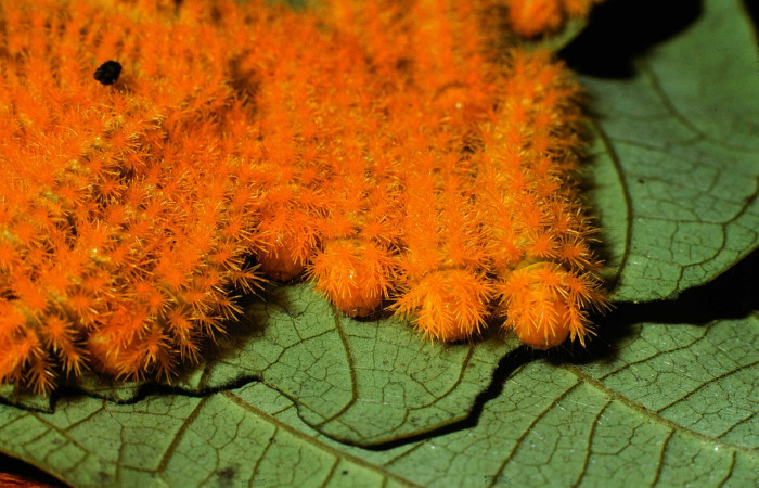 Figura 2. <i>Hyperchiria sanjuensis</i></i> (Saturniidae), Grupo en Posición de Cabeza Voucher, 02-
SRNP-2283-DHJ65550.