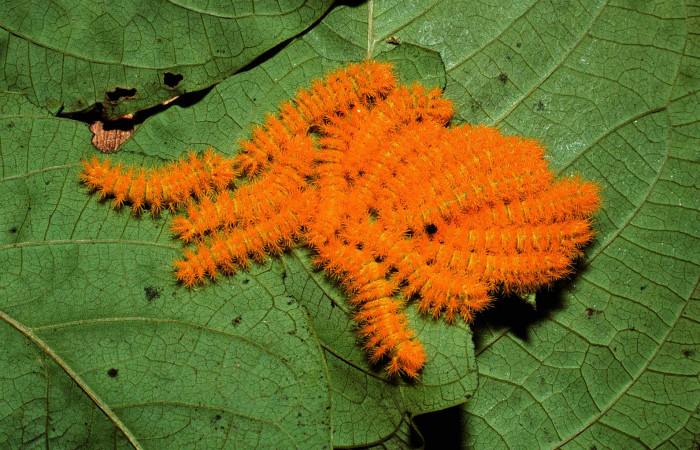 Figura 1. <i>Hyperchiria sanjuensis</i></i> (Saturniidae), en Posición lateral de Voucher,02-SRNP-2283-DHJ65557.