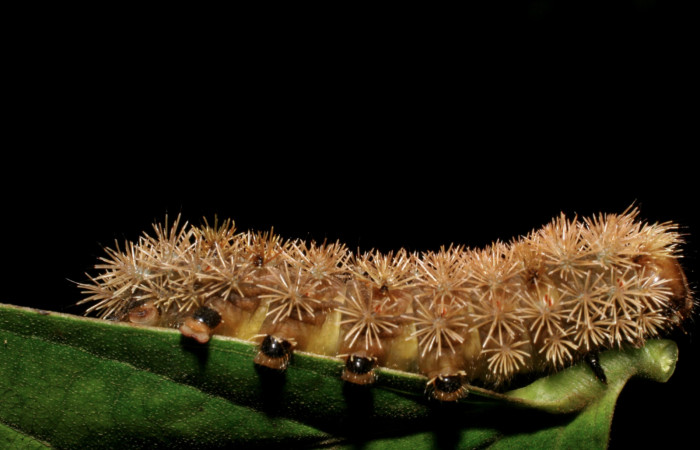 Figura 3. <i>Hyperchiria sanjuensis</i></i> (Saturniidae), posición lateral derecho. Voucher 06-SRNP-42071-DHJ416923.