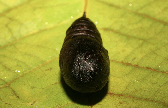 Figura 12. <i>Hyperchiria sanjuensis</i></i> (Saturniidae), posición frontal. Voucher06-SRNP-42075-DHJ414554..