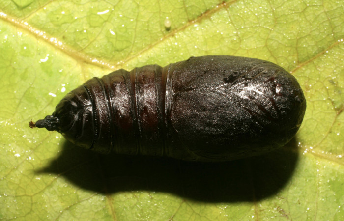 Figura 13. Pupa de <i>Hyperchiria sanjuensis</i></i> (Saturniidae), posición dorsal. Voucher 06-SRNP-42075-DHJ414557.