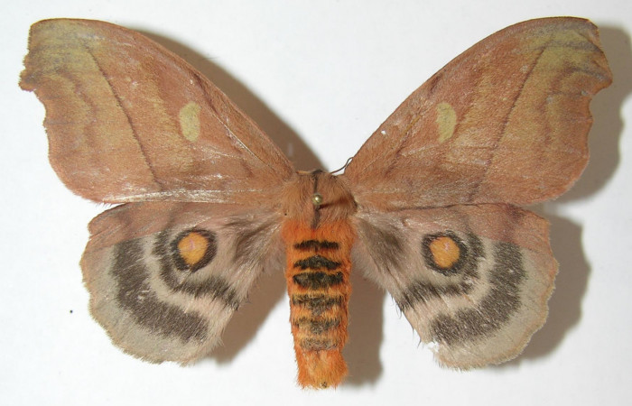Figura 14. Adulto de <i>Hyperchiria sanjuensis</i></i> (Saturniidae), posición dorsal, Voucher08-SRNP-5543-DHJ508912. Hembra