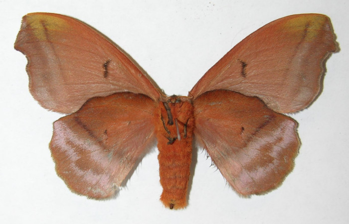 Figura 15. Adulto de <i>Hyperchiria sanjuensis</i></i> (Saturniidae), posición ventral, Voucher08-SRNP-5543-DHJ508913.Hembra