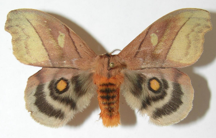 Figura 16. Adulto de <i>Hyperchiria sanjuensis</i></i> (Saturniidae), posición dorsal, Voucher08-SRNP-5545-DHJ508904. Macho