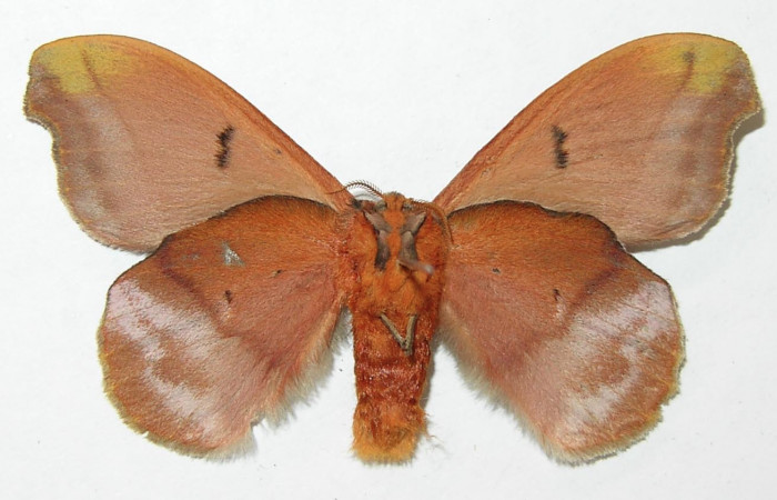 Figura 17. Adulto de <i>Hyperchiria sanjuensis</i></i> (Saturniidae), posición ventral, Voucher08-SRNP-5545-DHJ508905. Macho