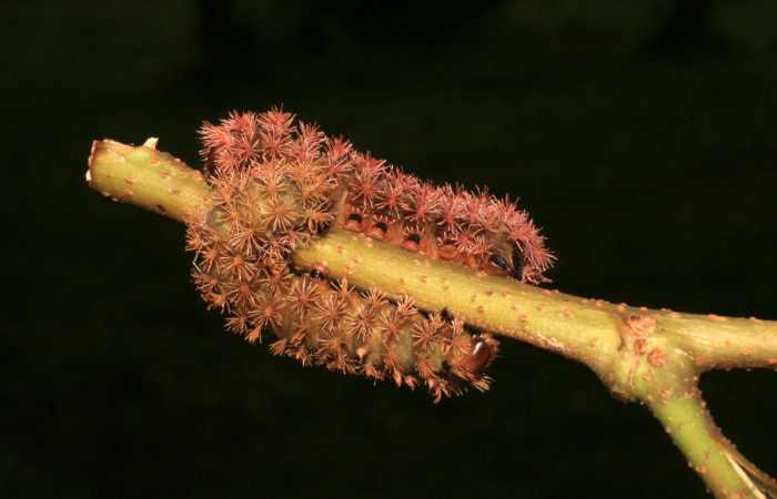 Figura 4. <i>Hyperchiria sanjuensis</i></i> (Saturniidae). Voucher, 14-SRNP-4145-DHJ487619.