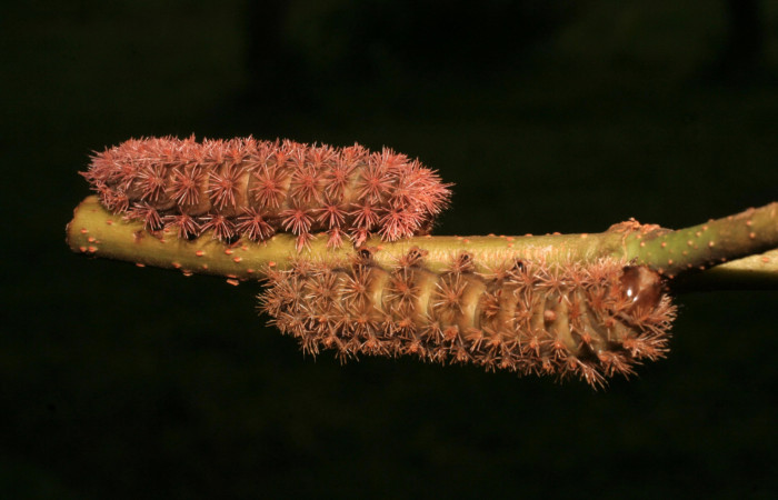Figura 5. <i>Hyperchiria sanjuensis</i></i> (Saturniidae). Voucher 14-SRNP-4145-DHJ487620.