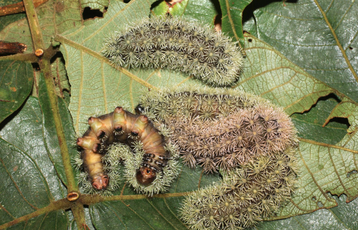 Figura 11. <i>Hyperchiria sanjuensis</i></i> (Saturniidae), posición de cabeza. Voucher, 16-SRNP-1889-DHJ704195.
