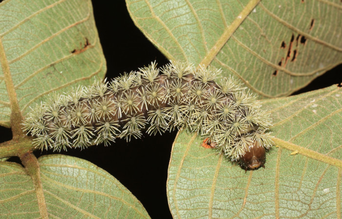 Figura 9. <i>Hyperchiria sanjuensis</i></i> (Saturniidae), posición dorsal. Voucher 16-SRNP-1889-DHJ704203.
