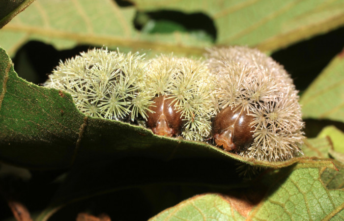 Figura 10. <i>Hyperchiria sanjuensis</i></i> (Saturniidae), posición de cabeza. Voucher 16-SRNP-1889-DHJ704206.
