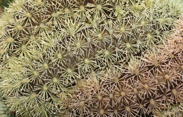 Figura 8. <i>Hyperchiria sanjuensis</i></i> (Saturniidae), posición dorsal. Voucher 16-SRNP-1889-DHJ704208.