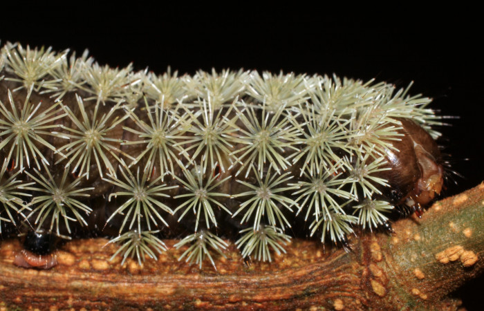 Figura 6. <i>Hyperchiria sanjuensis</i></i> (Saturniidae), posición lateral mostrando sus espinas urticantes. Voucher,16-SRNP-1889-DHJ704211.