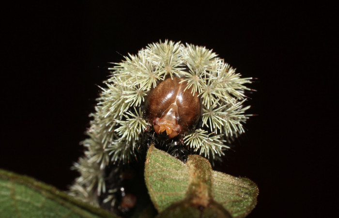Figura 7. <i>Hyperchiria sanjuensis</i></i> (Saturniidae), posición de cabeza. Voucher 16-SRNP-1889-DHJ704215.
