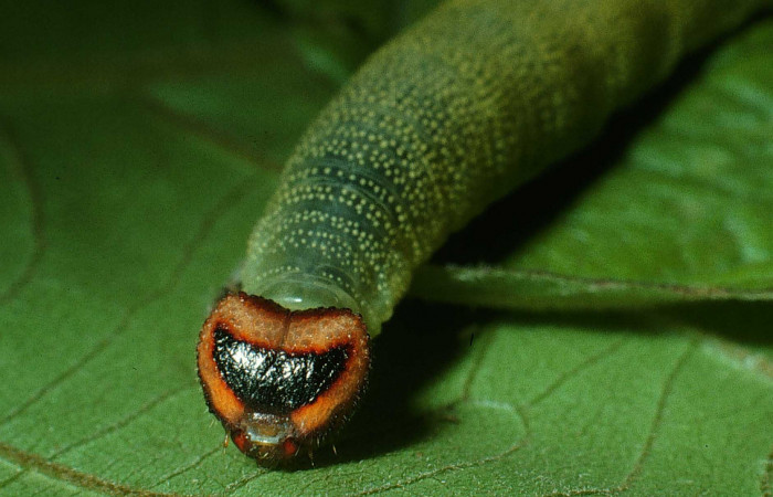 Figura 2. Larva de <i>Anastrus sempitermus</i></i> (Hesperiidae), último estadio, posición frontal. Voucher: 03-SRNP-13035.1-DHJ78360.jpg.